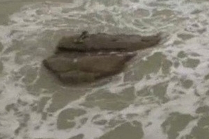 인어 추정 생명체 포착 조작 영상 방송사 대박 터뜨렸다