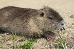 ‘뉴트리아’ 쥐로 생각해 얕보다간…공격성 주의!