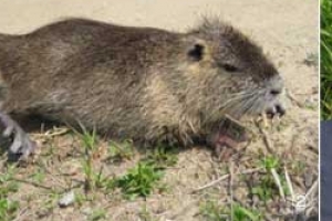 낙동강 유역 ‘10㎏ 괴물쥐’의 습격… 농작물 피해 급증