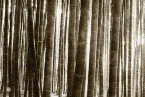 렌즈로 부른 사모곡… 어머니의 삶과 죽음