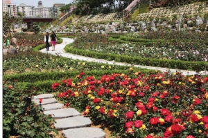 세계 최대 장미꽃밭·바다 위 케이블카·기차공원… 삼색 매력 삼척