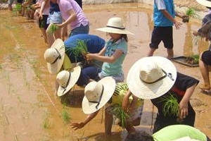 텃밭 800개 소통을 심습니다 이웃이 자랍니다