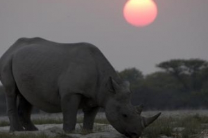 날것 그대로, BBC가 담아낸 ‘검은 대륙’