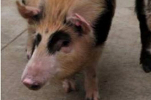 급성면역거부 없는 돼지 복제 성공