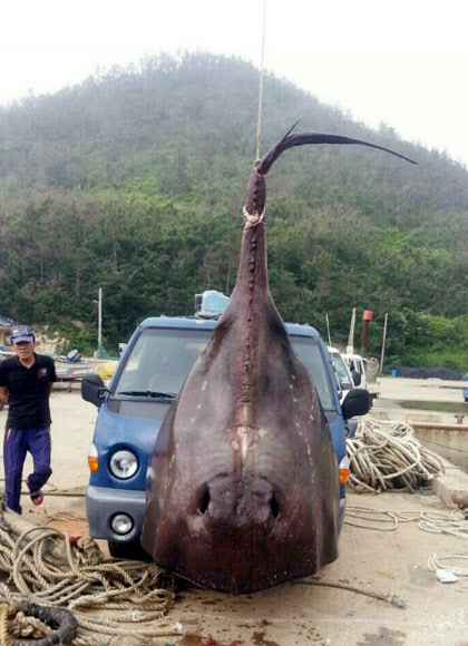 진도 해역에서 멸치잡이 그물에 걸린 길이 4ｍ, 무게 0.8t의 대형 가오리. 연합뉴스