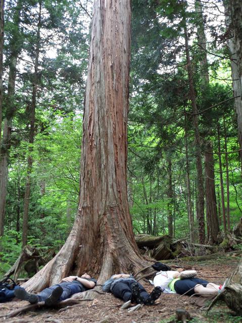 일본 나가노현 아게마쯔 테라피기지의 치유 프로그램 참가자들이 300년이 넘은 편백나무 아래에 누워 땅속의 에너지를 흡수, 몸과 나무를 통해 하늘로 올려보내는 기 체험을 하고 있다.