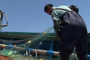 7㎞ 길이 그물도 모자란 제철 꽁치잡이