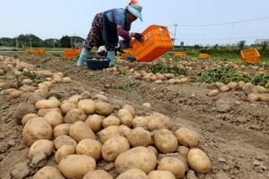 “강원도 감자드래요”
