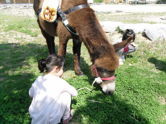 경북 영덕 인량 전통테마마을에서 당나귀 먹이 주기 체험을 하는 어린이. 한국농어촌공사 제공