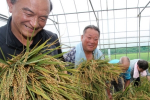 여주 올해 첫 벼 수확