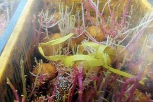 ‘性기능 저하’ 감자분말 판매 ‘경악’