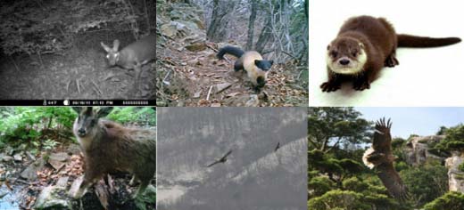 첫째줄 왼쪽부터 멸종위기야생동물 사향노루, 담비, 수달.  둘째줄 왼쪽부터 산양, 검독수리, 흰꼬리수리 국립환경과학원