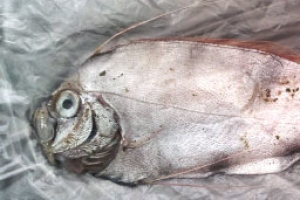 여수 ‘괴물고기’, ‘홍투라치’로 판명