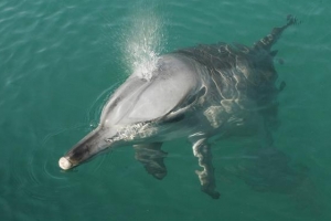 제돌이 18일 고향 돌아간다