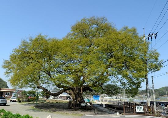 17일 정부가 천연기념물 제545호로 지정한 대전 서구 괴곡동의 700여년 된 느티나무. 문화재청 제공