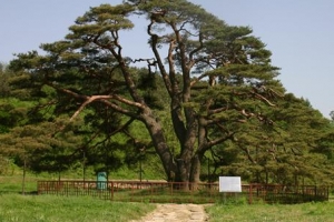 임진왜란 승전은 소나무 덕분?