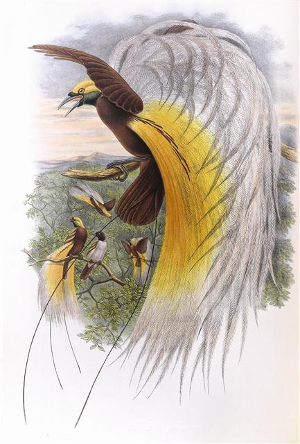 쇠극락조 수컷들에 둘러싸인 암컷(왼쪽 두번째). 존 굴드의 ‘뉴기니의 새’(1875~1888)에 실린 채색 석판화 작품이다. 윈저 성에서 일하던 정원사의 아들로 태어난 존 굴드는 런던 동물학회의 큐레이터로 런던 동물원에서 죽은 동물들의 사체를 보전하고 박제로 만드는 일을 했다. 까치 제공