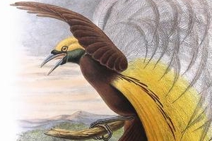 ‘신비로운 새’에 유럽인들은 왜 열광했나