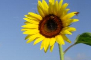 지천으로 핀 해바라기 구경오세요