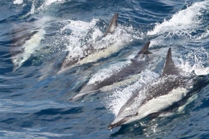 [이슈&이슈] 울산 ‘고래관광산업’ 5주년 활성화 방안은