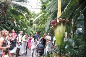 [World 특파원 블로그] 나비도 피한다는 악취 ‘시체꽃’ 냄새 맡아 보니…