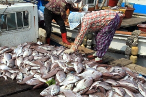 남해 적조주의보… 양식장 집단폐사