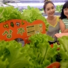 ‘길러 먹는 상추’ 나왔어요
