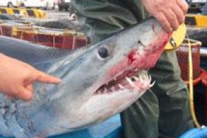 “여름철 피서지  상어 조심하세요”