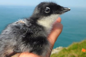 멸종위기 뿔쇠오리 번식 생태 신안 구굴도에서 최초로 확인