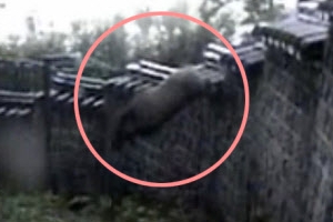 대낮 창덕궁에 멧돼지 나타나…1시간만에 사살