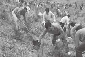 세계인이 감탄한 대한민국 ‘산림 녹화’의 기적