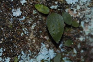 부여 낙화암 고란사 고란초 낙석 방지 철망에 고사위기