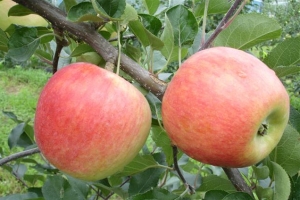 “여름 사과 1위 타이틀 내놔”