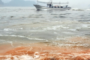 남해 최악 적조… 민·관·군 총력전