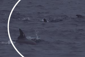 다행이다! 제돌이·춘삼이, 야생 친구들과 먹이사냥