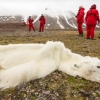 기후 변화로 북극곰이 굶어죽고 있다…“45년 뒤 절반 감소”