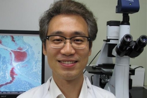 인삼, 전립선 비대증·다이어트에도 효과