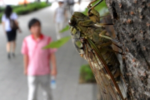 매미의 고성방가
