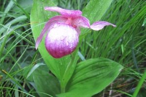 강원 점봉산에 희귀·특산식물 등 122종 서식