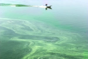 취사장 위협하는 낙동강 ‘녹즙’