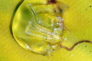 제주 해변 맹독해파리 ‘급습’…일대 혼란