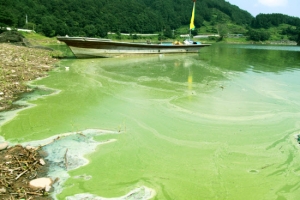 대청호 녹조 급속 확산…일부 수역선 ‘악취’도 발생
