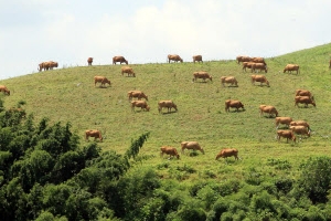 나들이 나온 한우