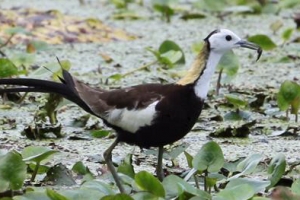 희귀종 ‘물꿩’ 우포늪서 3년째 번식