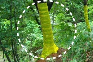 우면·청계산 참나무를 지켜라