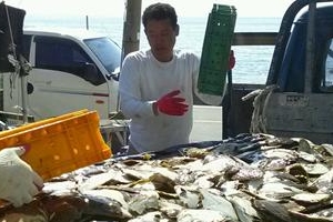 [남부지방 사상 최대 적조·녹조 피해 현장 가보니] “하루 새 1년 농사 망쳤다”