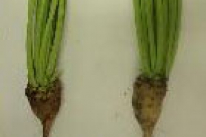 충주서도 사탕무 난다