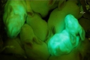 초록색 야광 토끼 탄생…원리는 해파리 DNA
