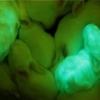초록색 야광 토끼 탄생…원리는 해파리 DNA
