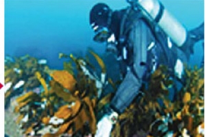 갯녹음 매년 1200㏊↑ 바닷속 황폐화 심각